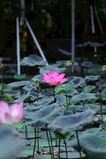 荷花