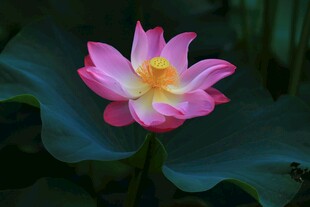 荷花绽放