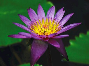 紫色睡莲绽放
