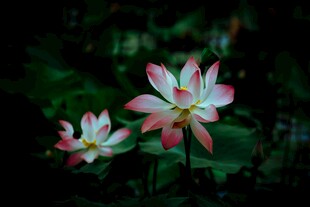 荷花绽放
