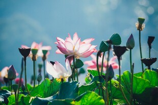 荷花绽放