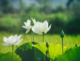 白荷花绽放