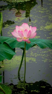 荷花绽放