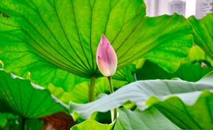 含苞荷花