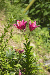 娇艳绽放的粉色百合花