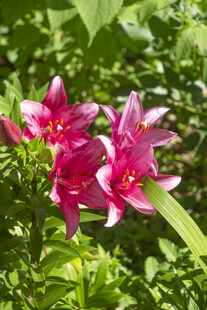 娇艳粉色百合花绽放