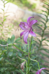 紫色绽放的美丽百合花