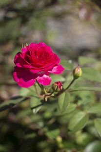月季花