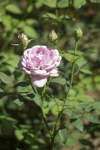 粉色月季花绽放于绿叶间