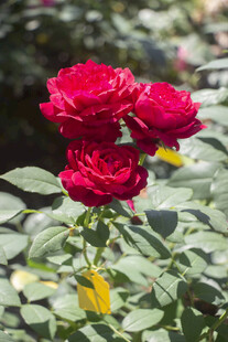红色月季花