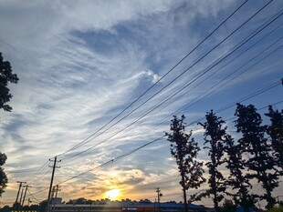 夕阳下的电线与树木景观
