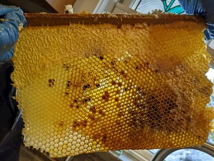 蜂巢特写金黄饱满的蜜蜡