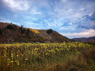 秋日山野间的灿烂花田