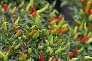 多彩辣椒植株特写