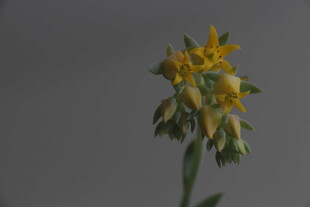 黄色小花特写