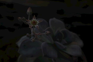 暗夜中的神秘花朵