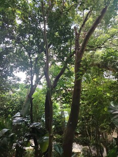 茂密树林中的自然景致
