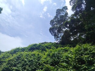 绿意盎然的山林景观