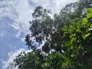 仰望蓝天映衬下的繁茂绿树