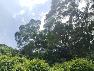 阳光照耀下的葱郁山林