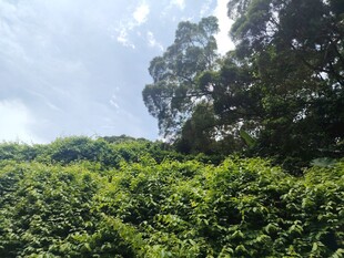 绿意盎然的繁茂山林景色