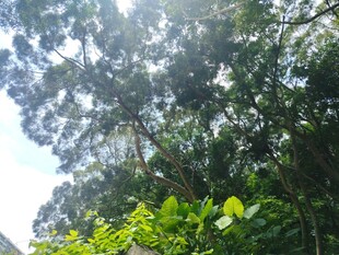 阳光洒落茂密森林景象