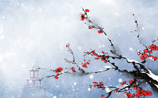 雪中红梅绽放