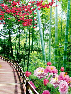 竹林花径中的美丽景致