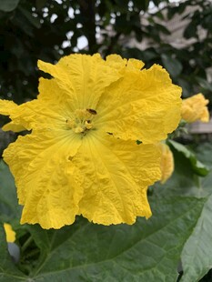 丝瓜花