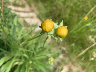 小花苞