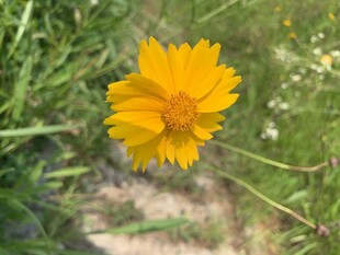 黄色野花
