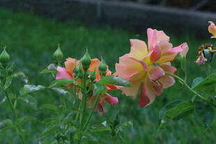 月季花 