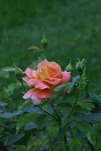 月季花  