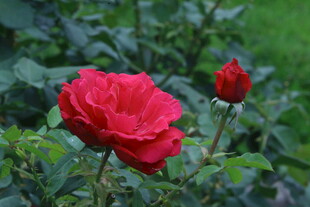 月季花  
