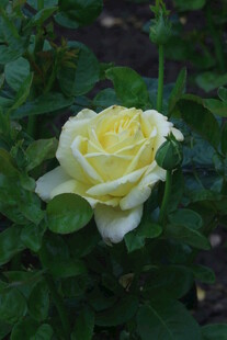 月季花 