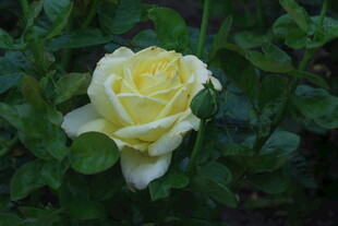 月季花 