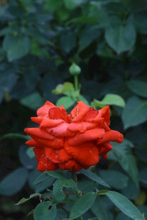 月季花  