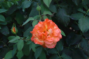 月季花  