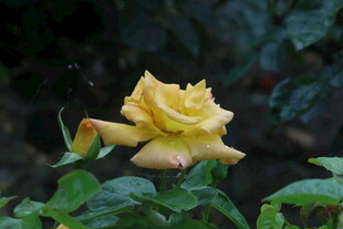 月季花  