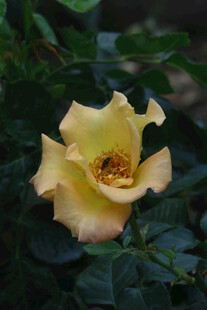 月季花  