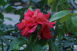 月季花 
