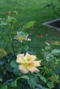 月季花 