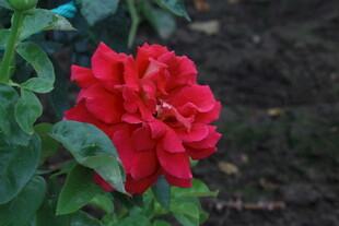 月季花 