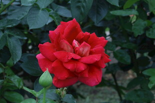 月季花  