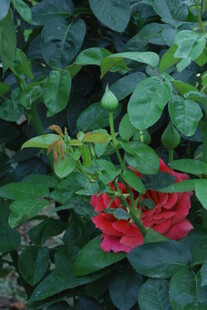 月季花  