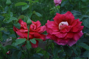 月季花 