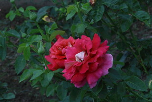 月季花  