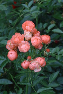 月季花 
