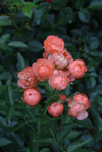 月季花 