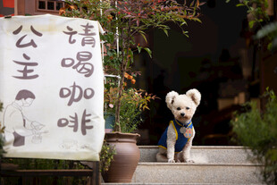 小狗